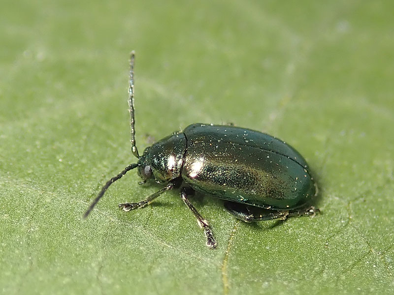 Chrysomelidae: Altica sp.